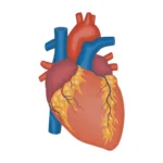 Pectus Excavatum: More Than a Sunken Chest – How It Can Affect Your Heart
